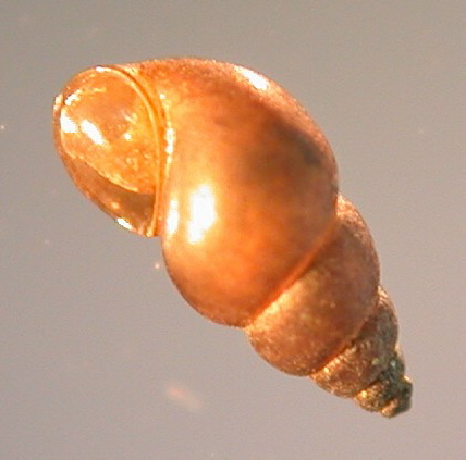Photo of Potamopyrgus antipodarum by Public Domain